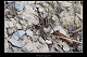Pardosa lugubris