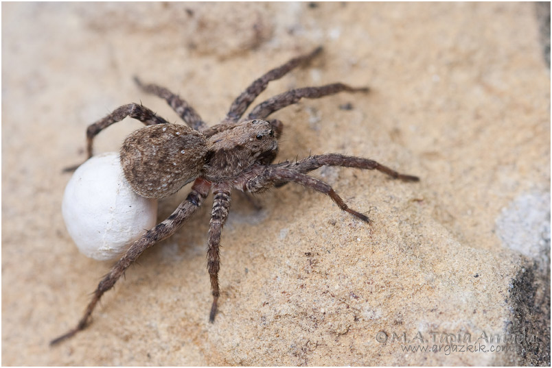 Pardosa sp.