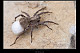 Pardosa sp.