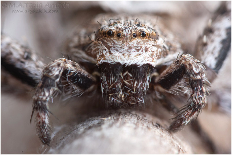 Philodromus margaritatus