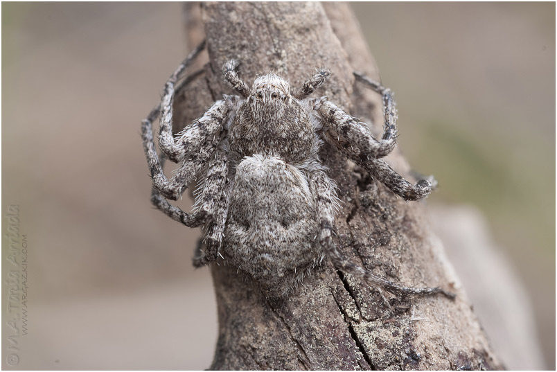 Philodromus margaritatus 1