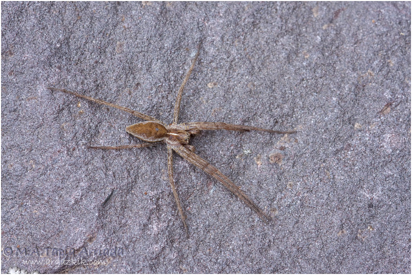 Pisaura mirabilis