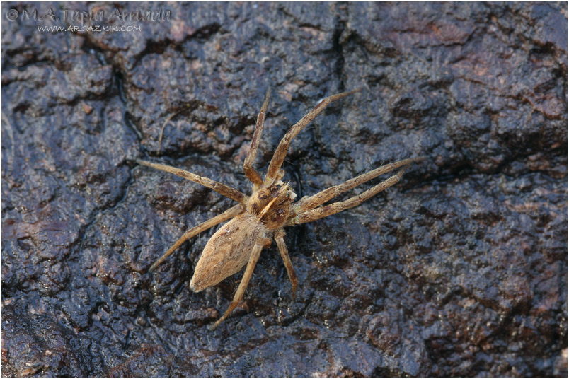 Pisaura mirabilis 1
