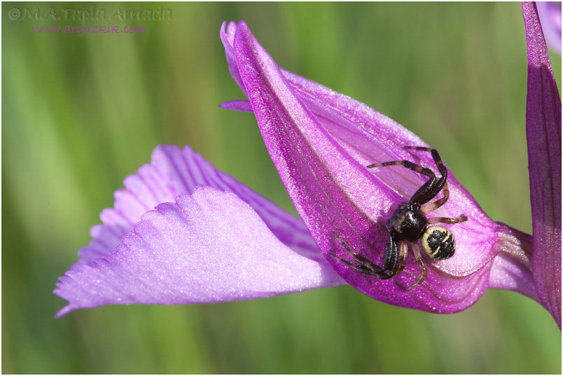Synema globosum