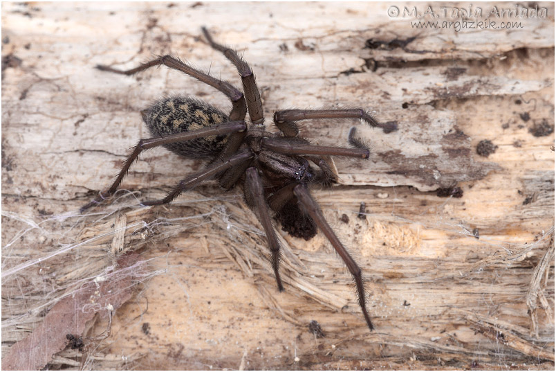 Tegenaria atrica 2