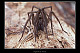 Tegenaria atrica 1
