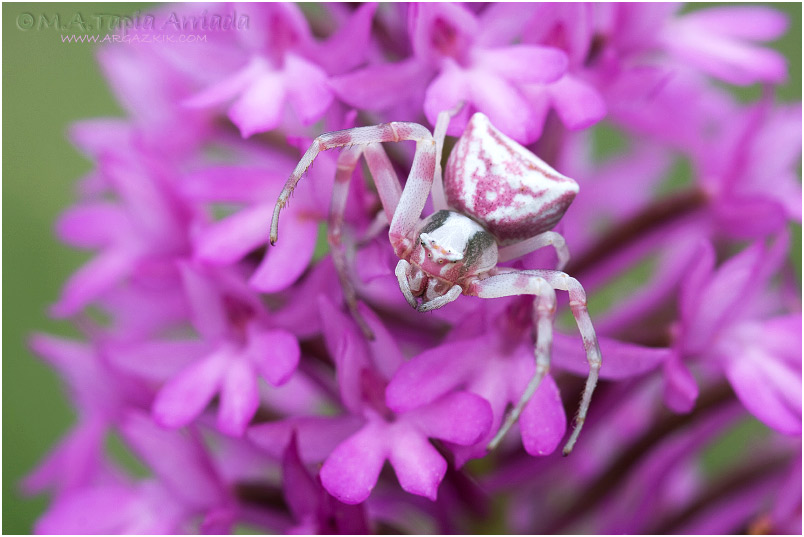 Thomisus onustus 1