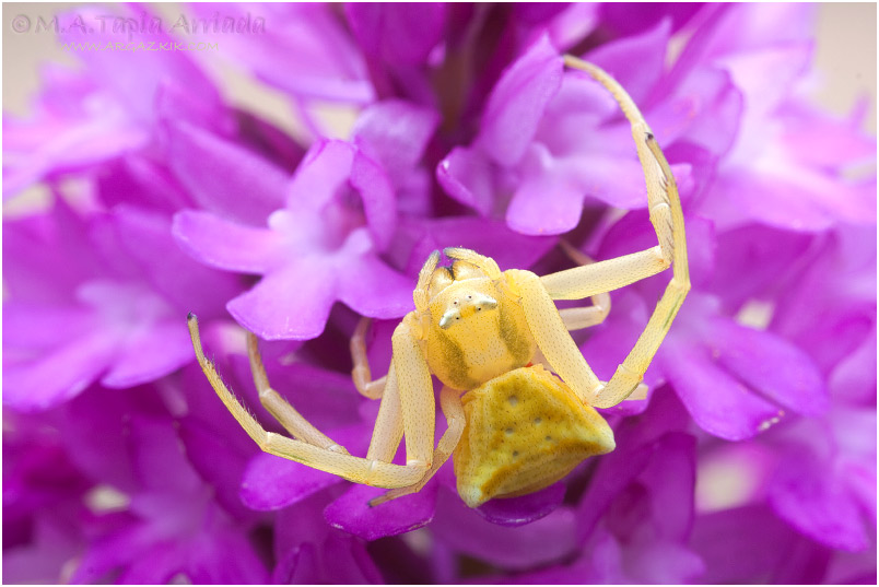 Thomisus onustus 2