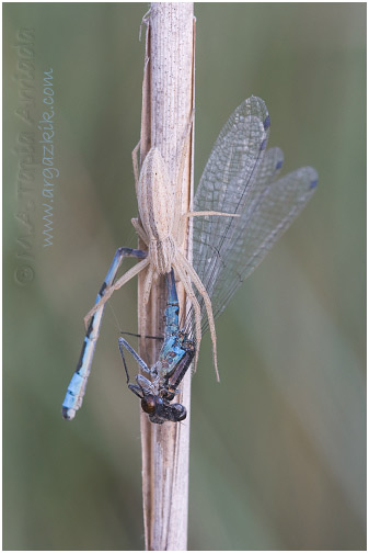 Tibellus sp.1