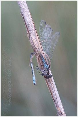 Tibellus sp.2