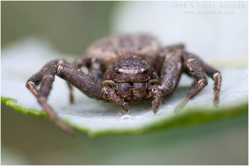 Xysticus robustus
