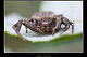 Xysticus robustus