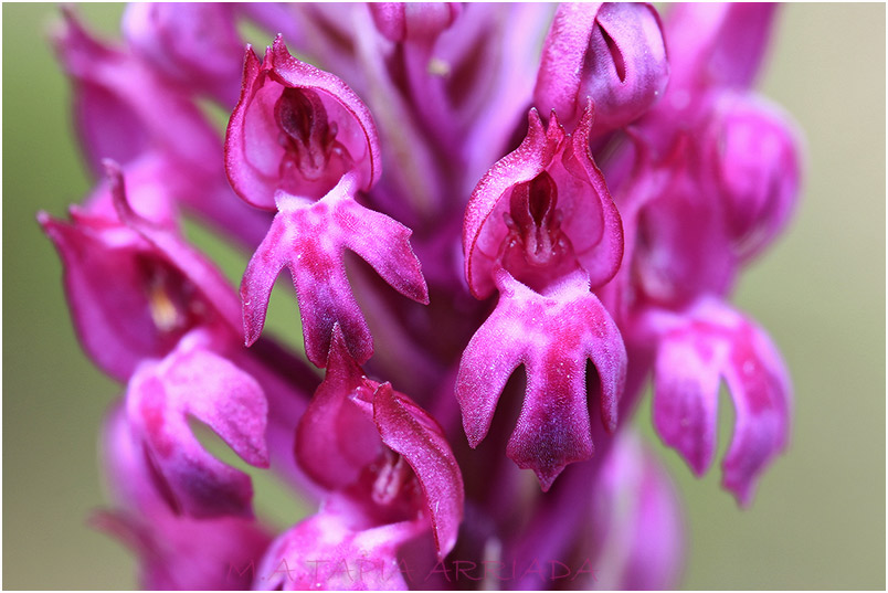 Anacamptorchis simorrensis
