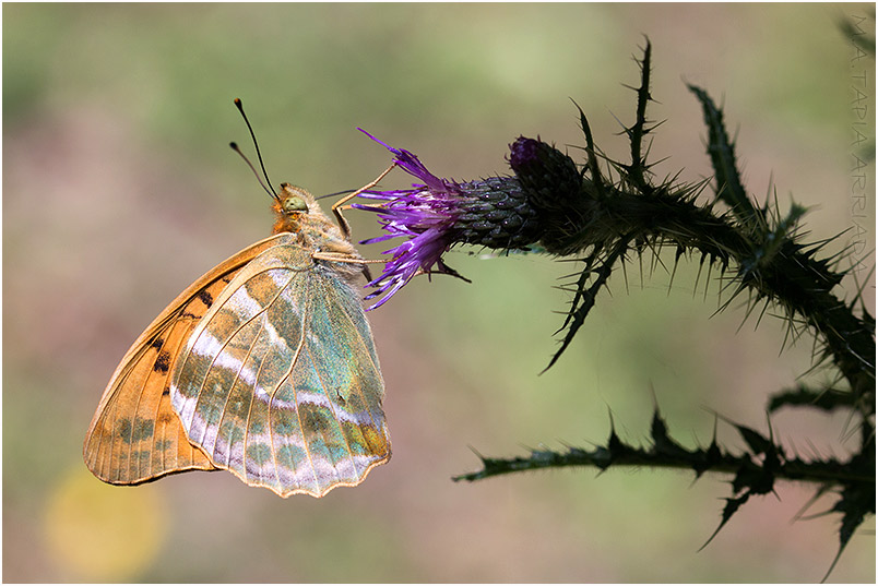 Argynnis paphia