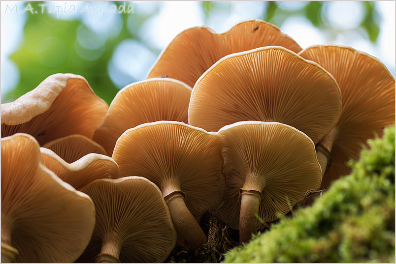 Armillaria mellea