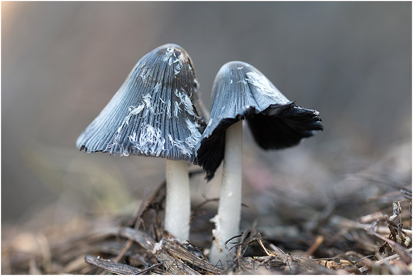 Coprinopsis lagopus