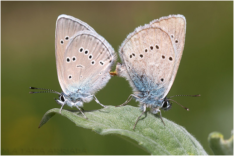 Cyaniris semiargus