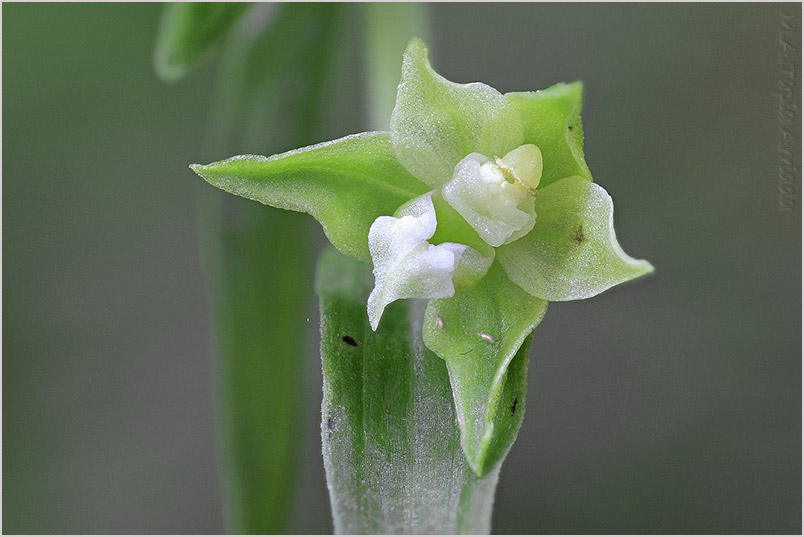 Epipactis phyllanthes