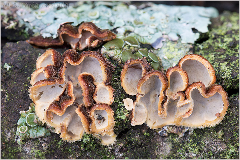 Exidiopsis leucophaea