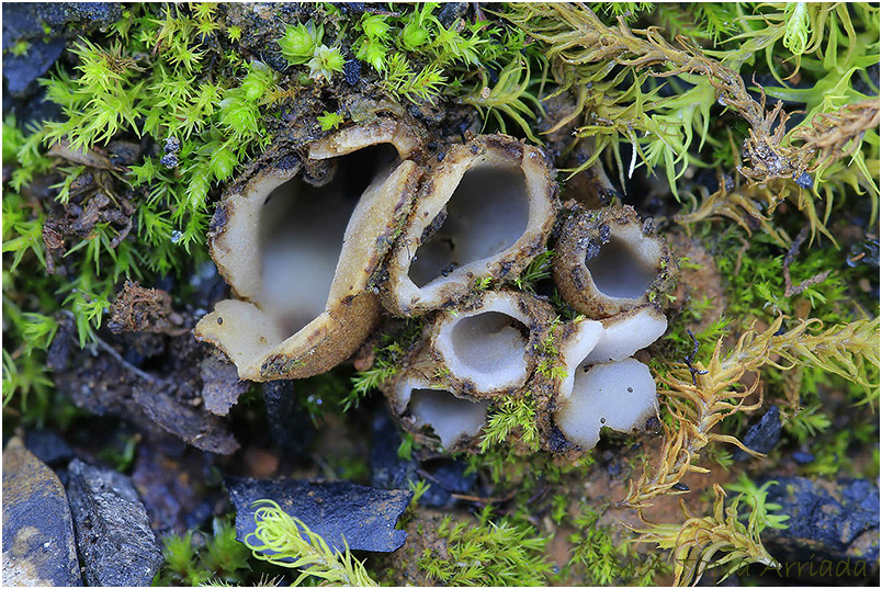 Geopora tenuis