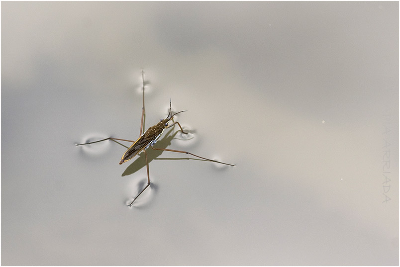 Gerris lacustris