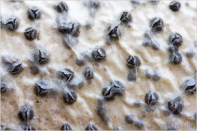 Hyponectria buxi