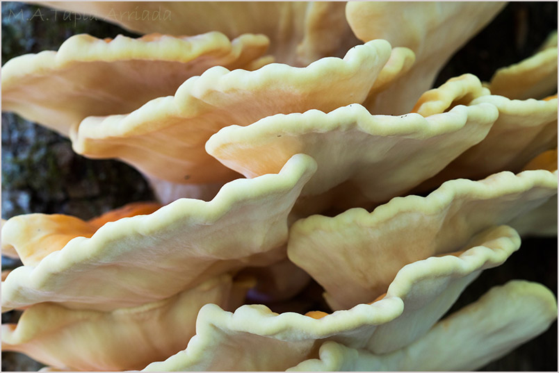 Laetiporus sulphureus