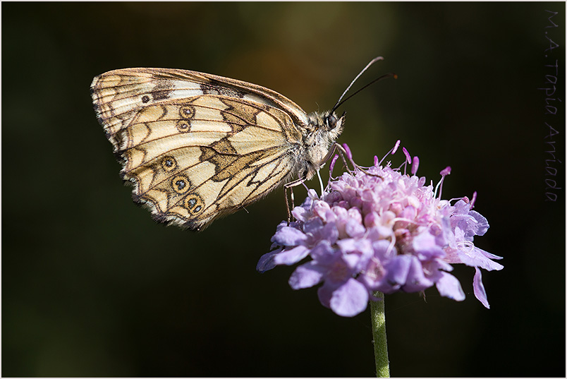 Melanargia galatheas