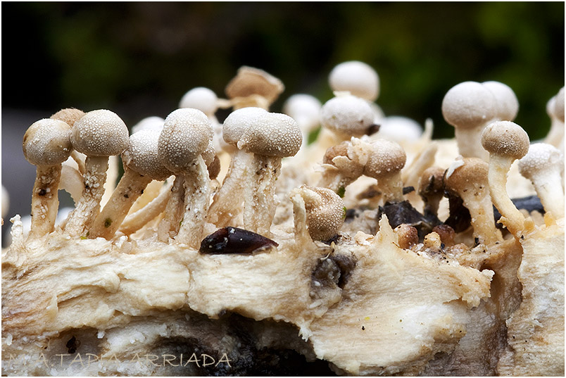 Onygena equina imagen