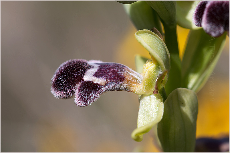 Ophrys dyris