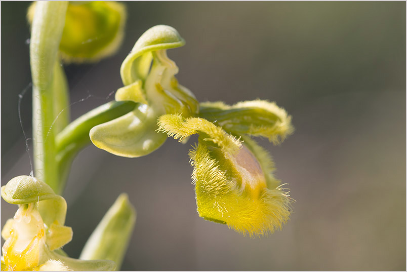 Ophrys speculum