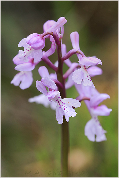 Orchis olbiensis photo
