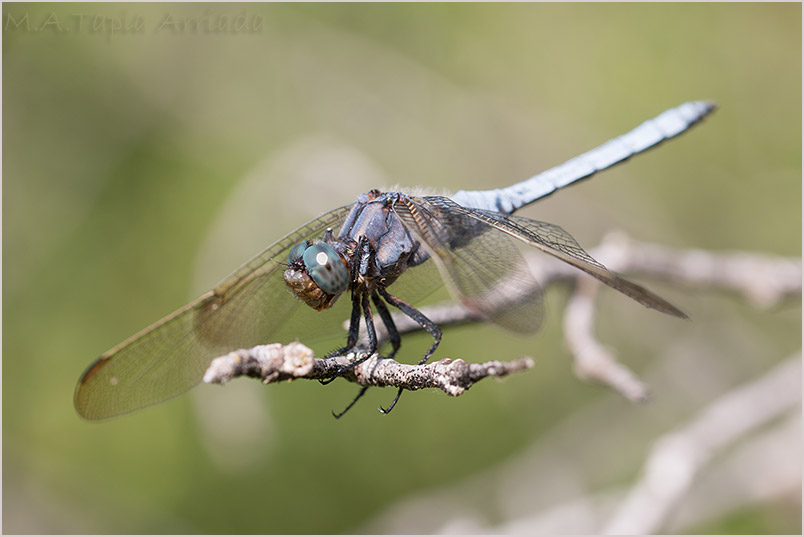 Orthetrum coerulescens photo