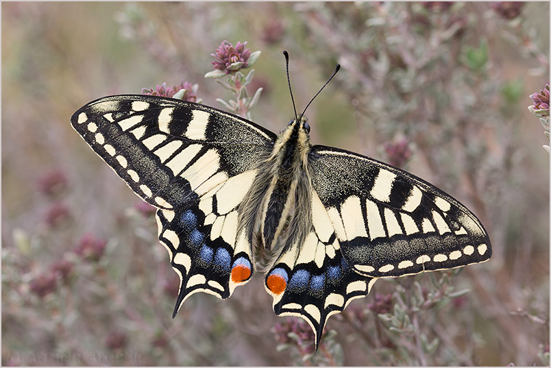Papilio machaon