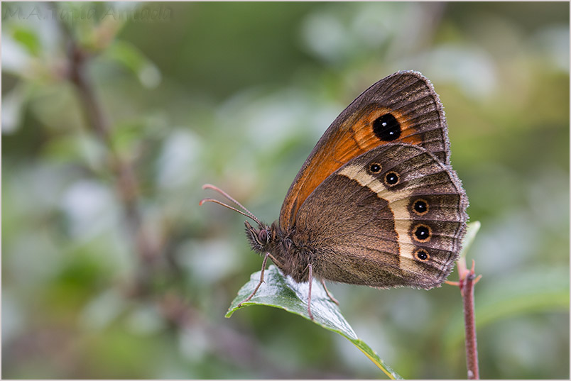 Pyronia bathseba