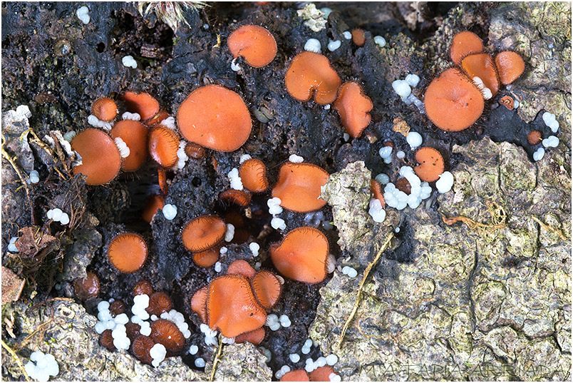 Scutellinia scutellata photo