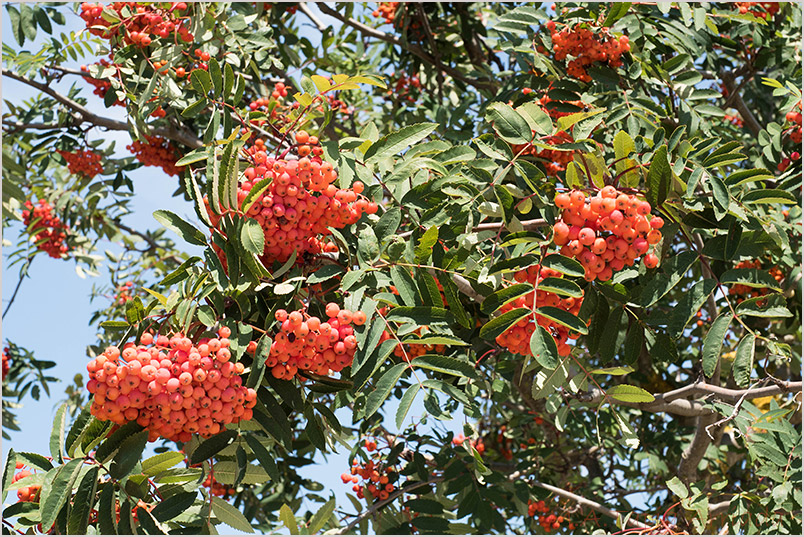 Sorbus aucuparia