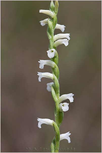 Spiranthes aestivalis photo
