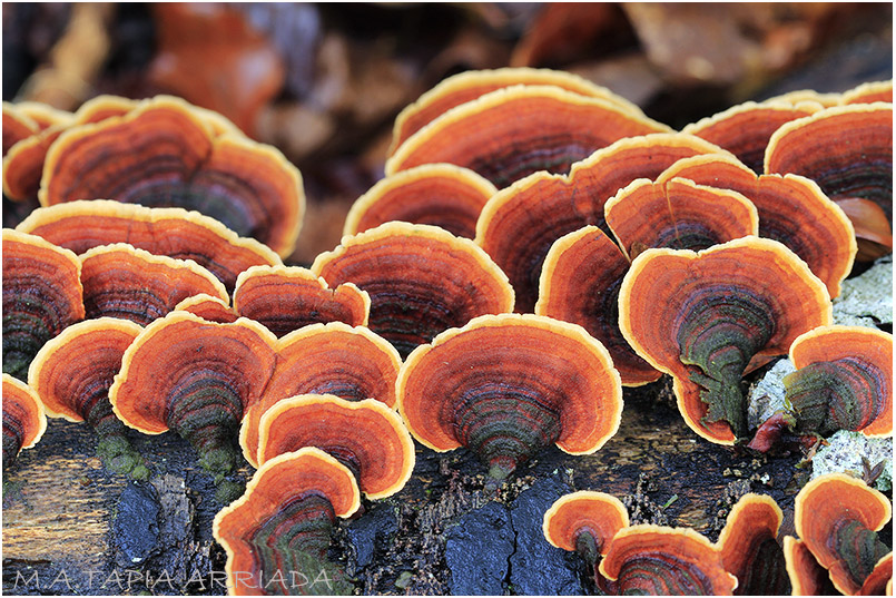 Stereum insignitum imagen