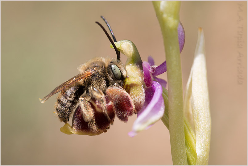 Ophrys santonica pollination