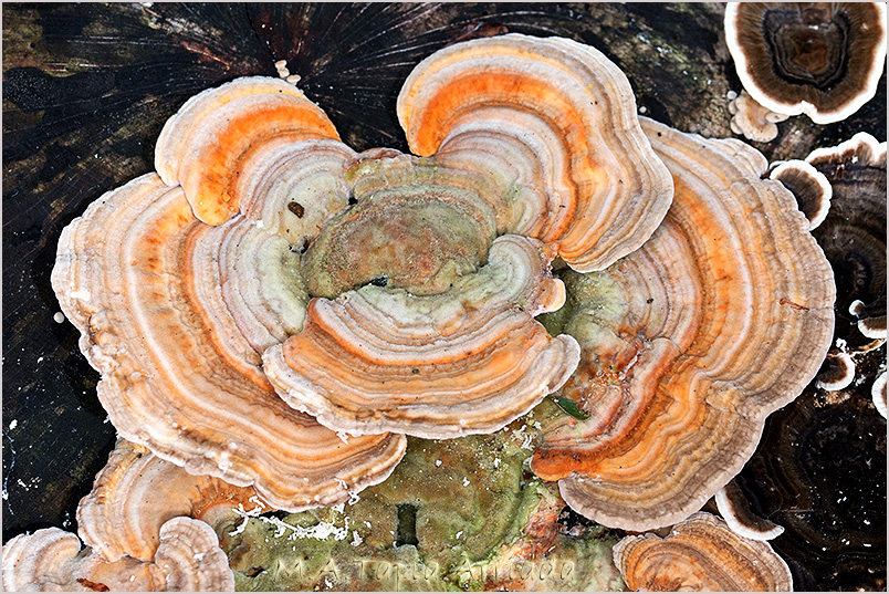 Trametes versicolor