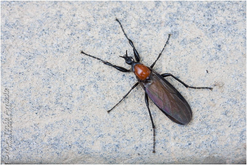 Bibio anglicus 1