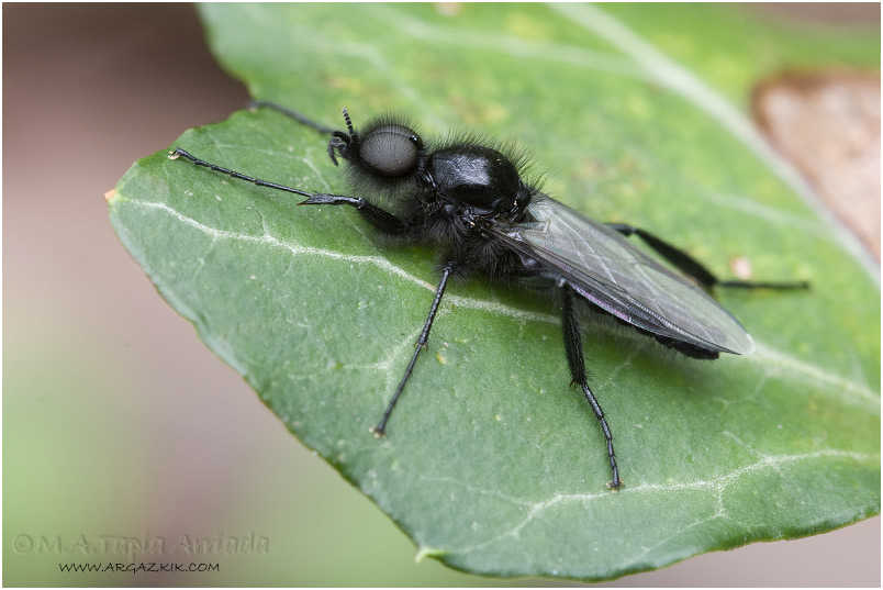 Bibio hortulanus 1