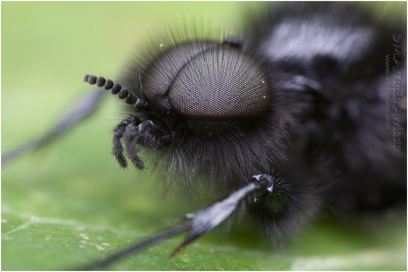 Bibio hortulanus 2