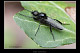 Bibio hortulanus 1