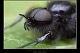 Bibio hortulanus 2