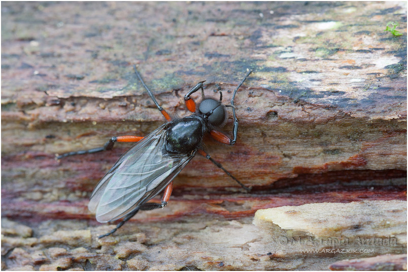 Bibio pomonae 1