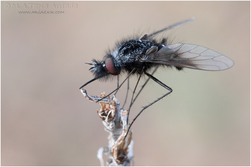 Bombylella atra 2