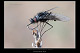 Bombylella atra 2