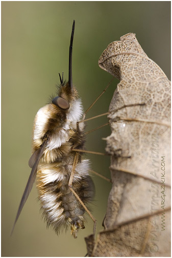 Bombylius sp. 1